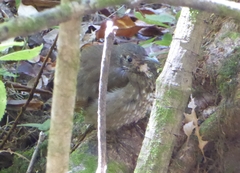 Zoothera marginata