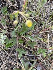 Potentilla arenosa