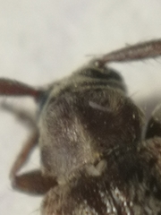 Exocentrus punctipennis