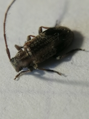 Exocentrus punctipennis