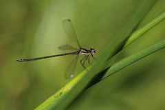 Miniargiolestes minimus