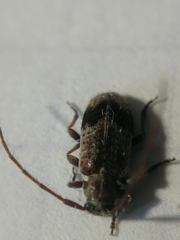 Exocentrus punctipennis