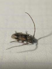 Exocentrus punctipennis