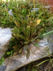 Wahlenbergia albomarginata