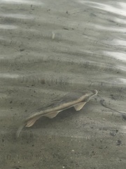 Catostomus catostomus