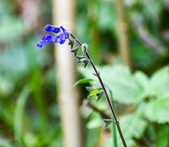 Salvia scutellarioides