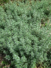 Artemisia austriaca