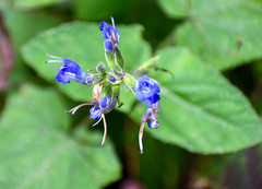 Salvia scutellarioides