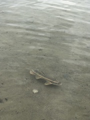 Catostomus catostomus