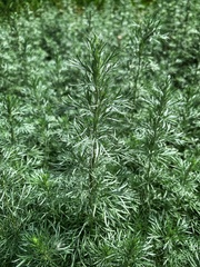 Artemisia austriaca