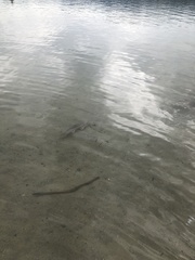 Catostomus catostomus