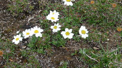 Chrysanthemum integrifolium