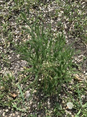 Achillea millefolium