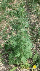 Artemisia absinthium