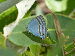 Paiwarria venulius