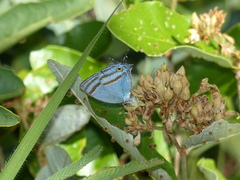 Paiwarria venulius
