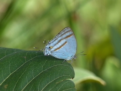 Paiwarria venulius