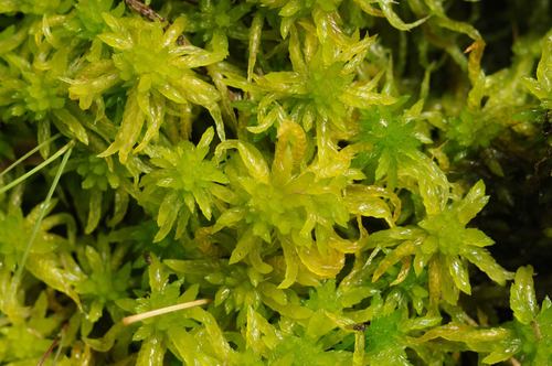 Cow-horn Bog-Moss (Sphagnum denticulatum) · iNaturalist