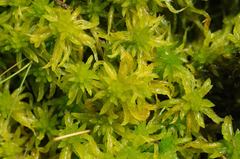 Sphagnum denticulatum