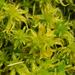 Cow-horn Bog-Moss - Photo (c) Jeremy Barker, some rights reserved (CC BY-NC), uploaded by Jeremy Barker