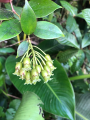 Vaccinium racemosum