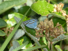 Paiwarria venulius