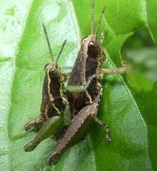Roppacris longicerca
