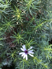 Olearia glutinosa