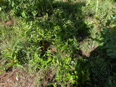 Paiwarria venulius