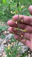 Capsella bursa-pastoris
