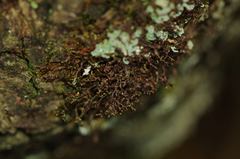 Frullania tamarisci