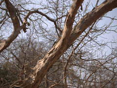 Lagerstroemia microcarpa