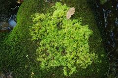Hyocomium armoricum