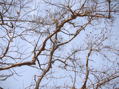 Lagerstroemia microcarpa