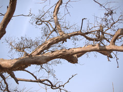 Lagerstroemia microcarpa