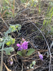 Viola gmeliniana