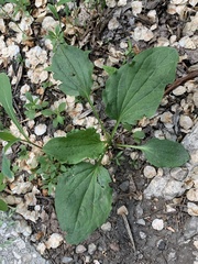 Plantago major