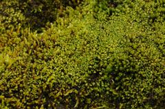 Scapania compacta