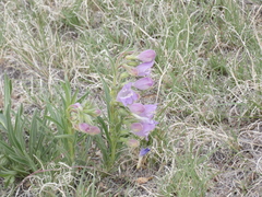 Penstemon jamesii