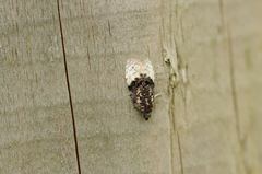 Apotomis betuletana