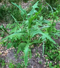 Lactuca serriola