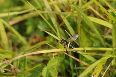 Chrysotoxum bicinctum