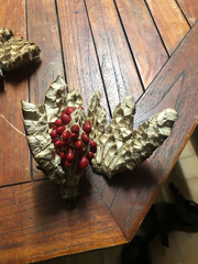 Magnolia dodecapetala