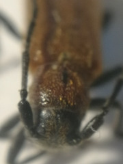 Anaesthetis testacea