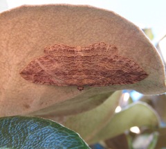 Austrocidaria gobiata