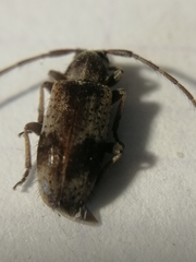 Exocentrus punctipennis