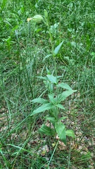 Silene latifolia
