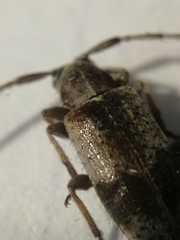 Exocentrus punctipennis