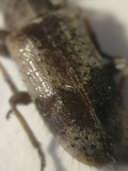 Exocentrus punctipennis