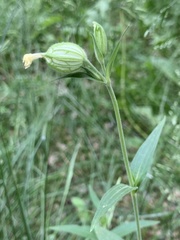 Silene latifolia